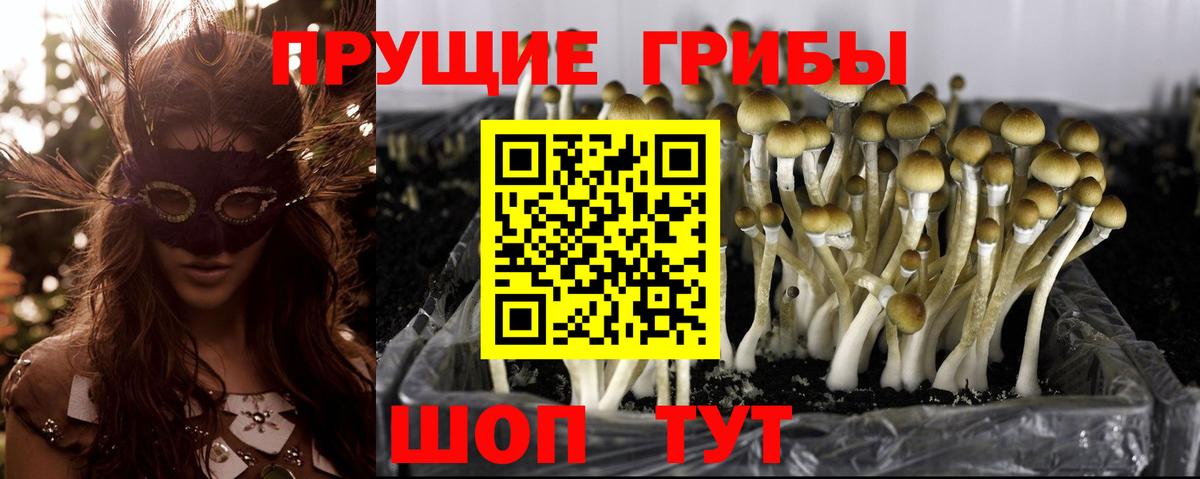 магазин    Псилоцибиновые грибы MAGIC MUSHROOMS  Кропоткин  Вход с VPN  Галлюциногенные грибы GOLDEN TEACHER 